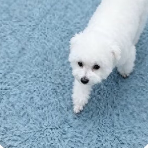 江小鱼